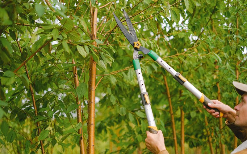 Tree trimming in Peshastin, WA